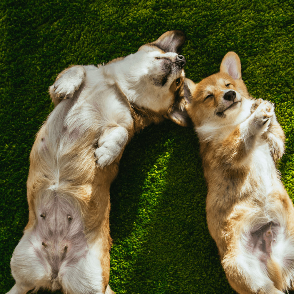 Two corgi dogs laying happily on their backs in the grass.